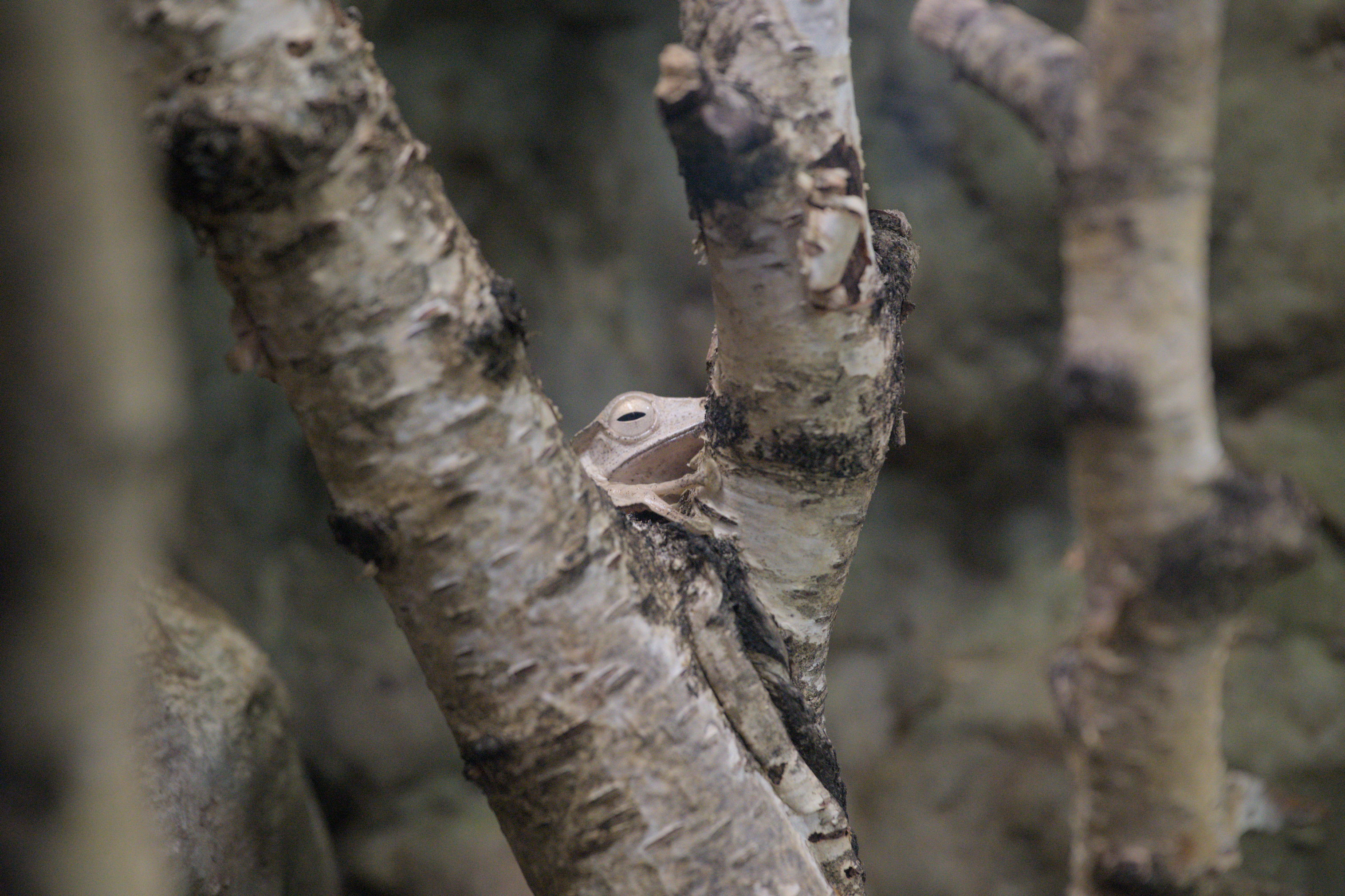 2025/10/12 - zoo/DSC_0172.jpg